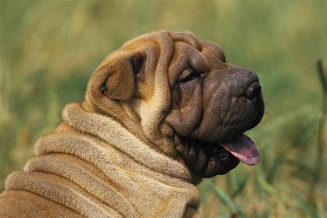 what dogs are from china